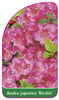 Azalea japonica 'Kirstin'