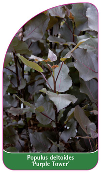 Populus deltoides 'Purple Tower'