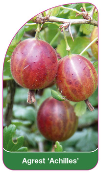 Agrest 'Achilles'