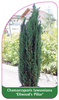 Chamaecyparis lawsoniana 'Ellwoods Pillar'