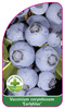 Vaccinium corymbosum 'Earlyblue'