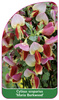 Cytisus scoparius 'Maria Burkwood'