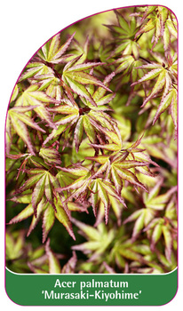 Acer palmatum 'Murasaki-Kiyohime'