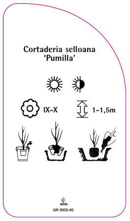 Cortaderia selloana "Pumilla