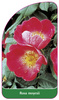 Rosa moyesii