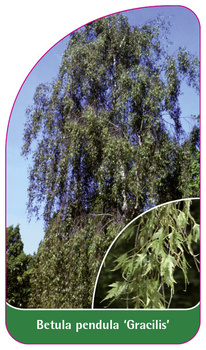 Betula pendula 'Gracilis'