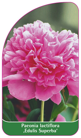Paeonia lactiflora 'Edulis Superba'