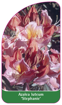 Azalea luteum 'Staphanie'