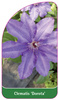 Clematis 'Dorota'