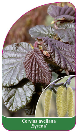 Corylus avellana 'Mermaid'