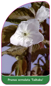 Prunus serrulata 'Taihaku'