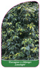 Elaeagnus x ebbingei 'Limelight'