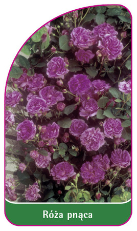 Urcarea trandafirului Nr. 317 A
