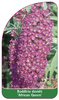 Buddleia davidii 'African Queen'