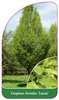 Carpinus betulus 'Lucas'