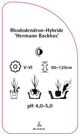 Rhododendron-Hybride 'Hermann Backhus'