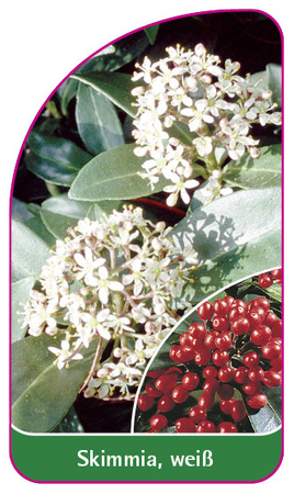 Skimmia, weiß