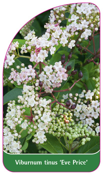 Viburnum tinus 'Eve Price'