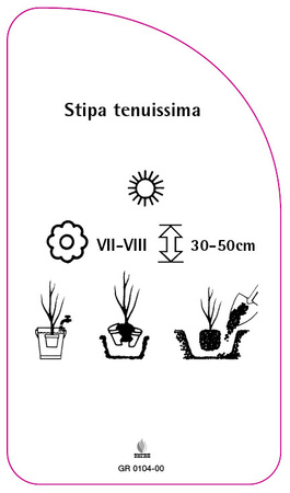 Stipa tenuissima