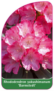 Rhododendron yakushimanum 'Barmstedt'