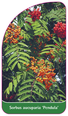 Sorbus aucuparia 'Pendula'