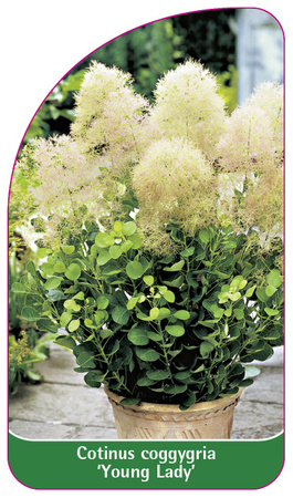 Cotinus coggygria 'Young Lady'