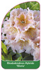 Rhododendron-Hybride 'Gloria'