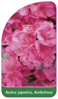 Azalea japonica, dunkelrosa