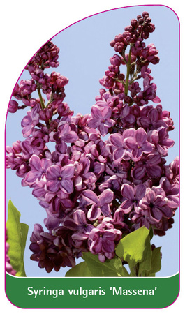 Syringa vulgaris 'Massena'