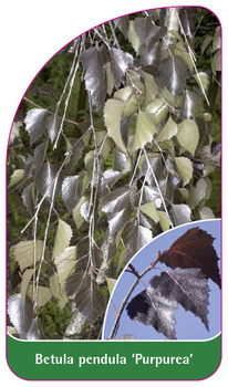 Betula pendula 'Purpurea'