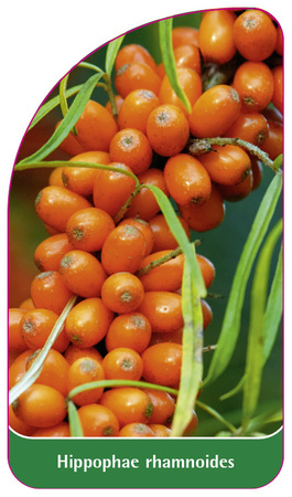 Hippophae rhamnoides