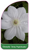 Clematis 'Jerzy Popieluszko'