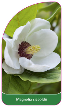 Magnolia sieboldii
