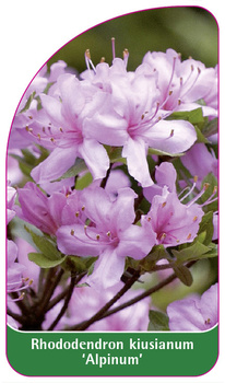 Rhododendron  kiusianum 'Alpinum'