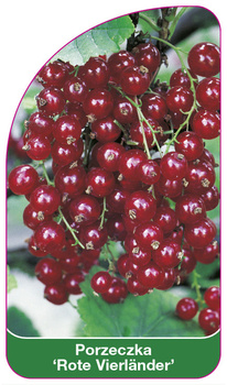 Porzeczka 'Rote Vierländer'