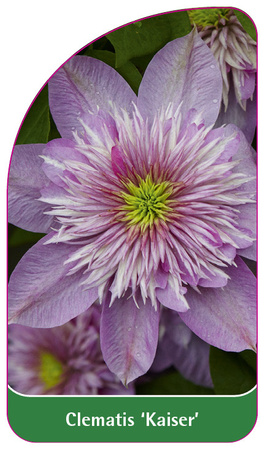 Clematis 'Kaiser'