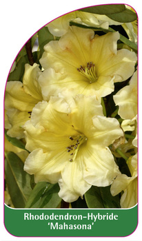 Rhododendron-Hybride 'Mahasona'