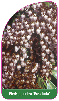 Pieris japonica 'Rosalinda'