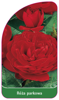 Róza  parkowa Nr. 411