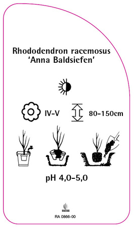 Rhododendron racemosus 'Anna Baldsiefen'