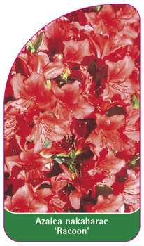 Azalea nakaharae 'Racoon'