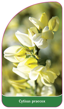 Cytisus praecox