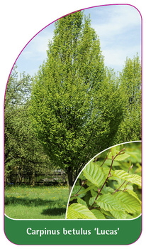 Carpinus betulus 'Lucas'