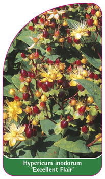 Hypericum inodorum 'Excellent Flair'