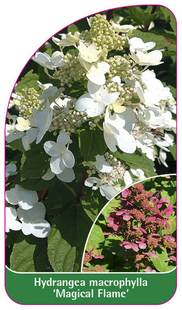 Hydrangea macrophylla 'Magical Flame'