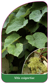 Vitis coignetiae
