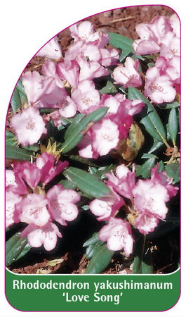Rhododendron yakushimanum 'Love Song'