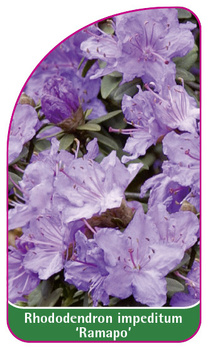 Rhododendron impeditum 'Ramapo'