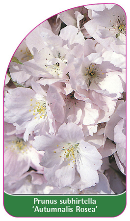 Prunus subhirtella 'Autumnalis Rosea'