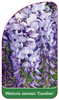 Wisteria sinensis 'Caroline'